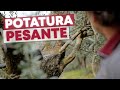 POTATURA di CORREZIONE dell'olivo, per renderlo PRODUTTIVO
