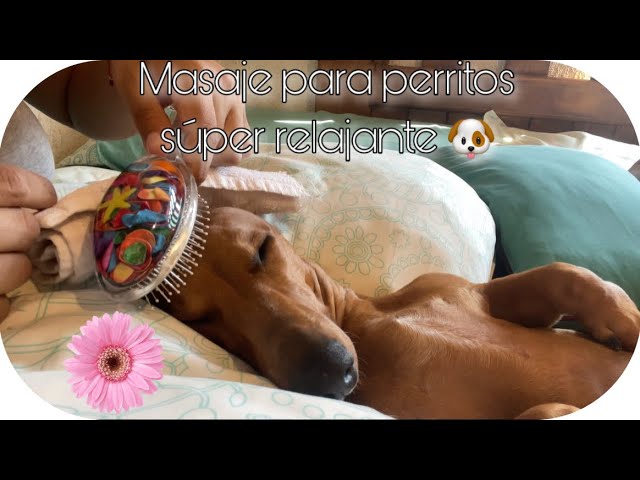 ASMR | 💤 🐶 SPA PARA PERROS | FACIAL SÚPER RELAJANTE Y REFRESCANTE EN UN DÍA CALUROSO ❤️