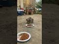 Feeding the strays