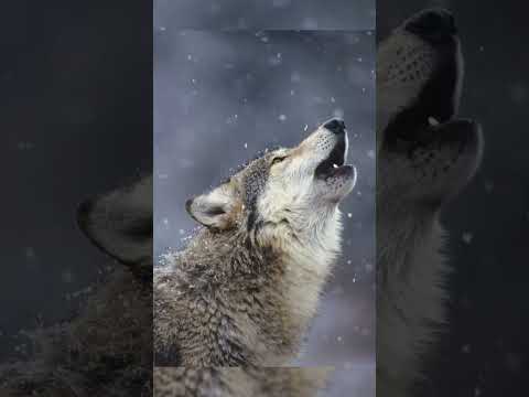One Hungry Wolf