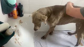 dog grooming :) Weimaraner