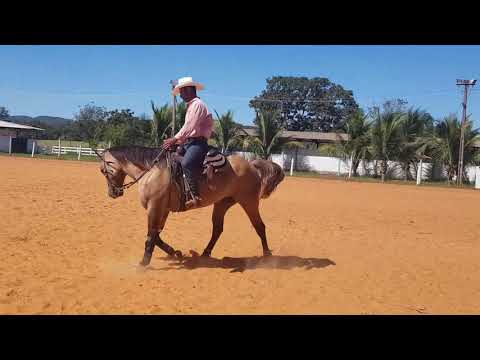 LOTE 01 - BRAVA DUNIT BK - 1 LEILÃO SELO DE RAÇA