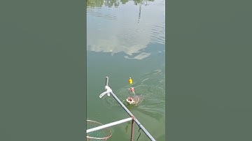 Câu cá mè khủng lên#shorts