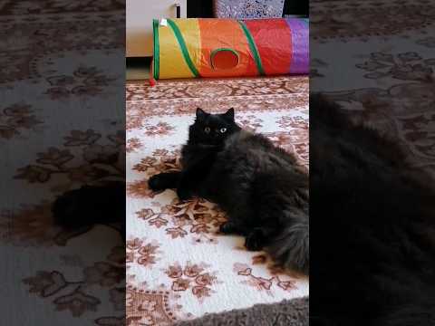 Кто не работает, тот не ест! 😹 #cat #catvideos #catlover #kitten #kitty #cutecat #funnycat #animals