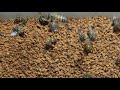 Bee LH is live workers bee getting bee pollen #honey #beekeeper #beehive #honey #honeybeesting
