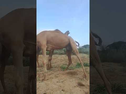 تعبير الجمل عن حبه لأنثاه لحظة حنان رائعة