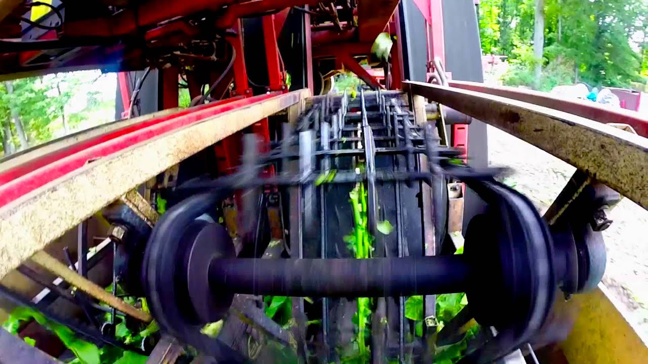 decloet tobacco harvester SEMI AUTOMATIC 4 ROW Decloet Tobacco Harvester-Tipper bars Slowed