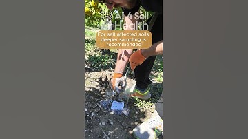 How to take a soil sample in salt affected areas