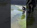 Don’t be afraid catch it with your hands #viralvideo #fishing #trending #shorts #amazing