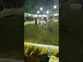 حفله ادب نزله السمان والحصان مستر يس