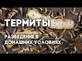 Возможно ли содержать термитов как домашник животных? Coptotermes formosanus - китайский термит.