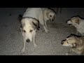 The New House Helps Me Take Better Care of the Senior Dogs - Takis Shelter