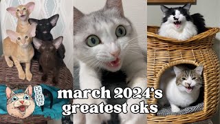 ekekekkekkek compilation  BEST Cat Chirping Chattering of March 2024