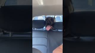 ماذا يفعل هذا الكلب في السيارة. كلب مخيف. انه الكان كورسو. ????
