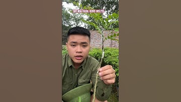 #câybồkết trồng cây bồ kết 1 vốn 10 lời