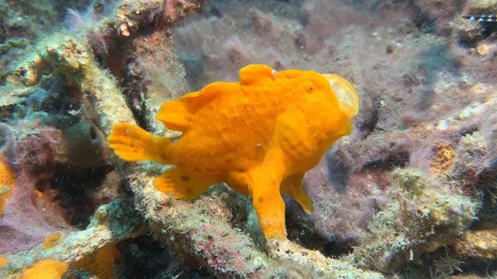 Frogfish Shows Off Speedy Reflexes