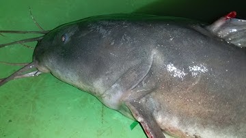 Cá Ngát Nấu Canh Chua Bông Súng Trái Giác (Official)