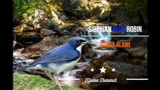 Suara Alami Burung Siberian Blue Robin