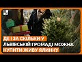 Де і за скільки у Львівській громаді можна купити живу ялинку