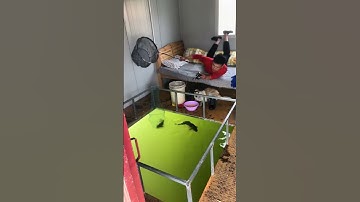 Câu cá IKADA câu cá trên bè câu cá trắm, chép🎣🔥#1 #fishing #fishinglife #shorts