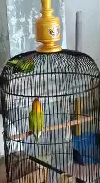 Love bird konsleat full minor (LB Begal)#shorts