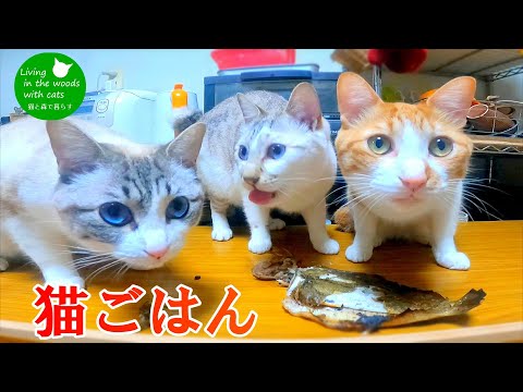 【猫ごはん】高級魚を丸ごと食べ尽す！