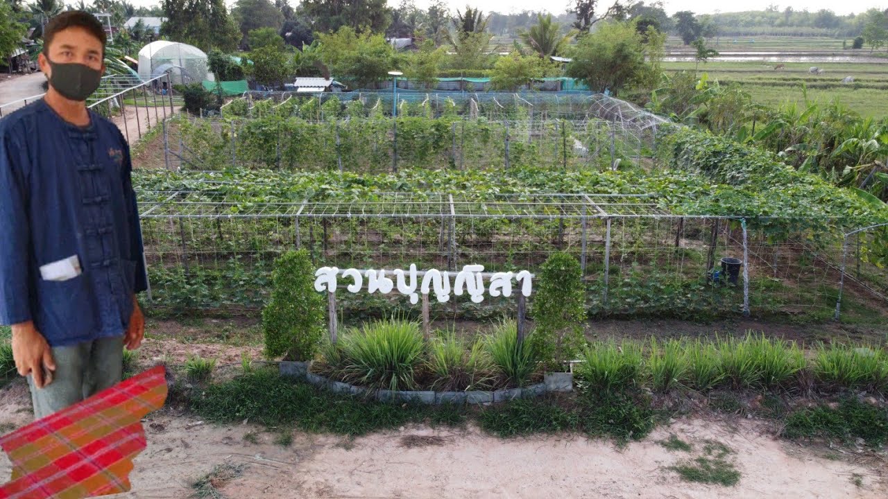 พื้นที่น้อยแต่สามารถสร้างรายได้อาทิตย์ละ 5-6 พัน กับสุดยอดYoung Smart Farmer จังหวัดสุรินทร์