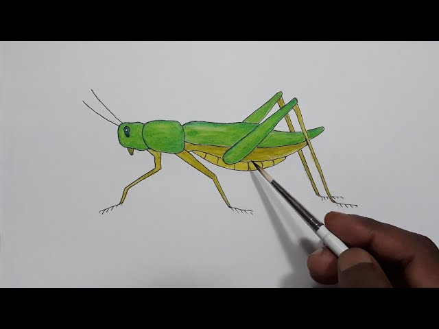 Grasshopper Drawing (9 STEPS!) Easy Grasshopper Drawing Lesson for Kids! |  Drawing lessons for kids, Drawing lessons, Drawings