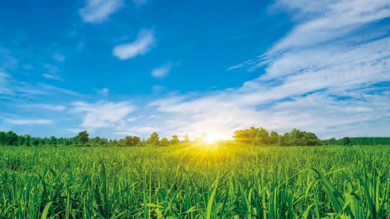 Webinar | Manejo ecofisiológico de la síntesis de sacarosa en caña de azúcar