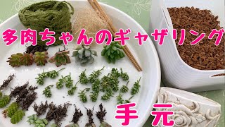 手元アップ多肉ちゃんの寄せ植え【プランツギャザリング】