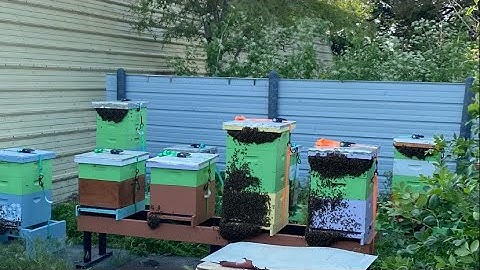 Are your bees bearding or trying to swarm? Let me show you.