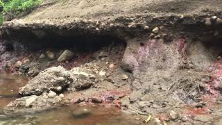 WAND NEWS I-TEAM: ENDANGERED RIVER