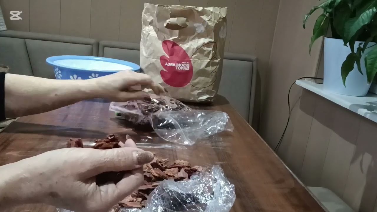 Вопрос коры закрылся сам с собой