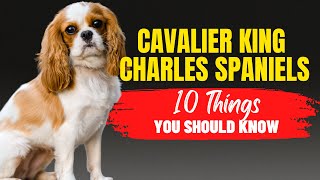 Adopting a Cavalier King Charles Spaniel? Learn These 10 Important Facts