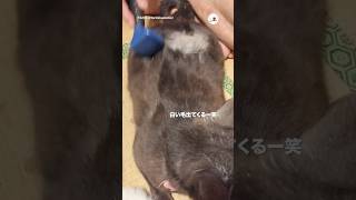 ブラッシングすると…|PECO