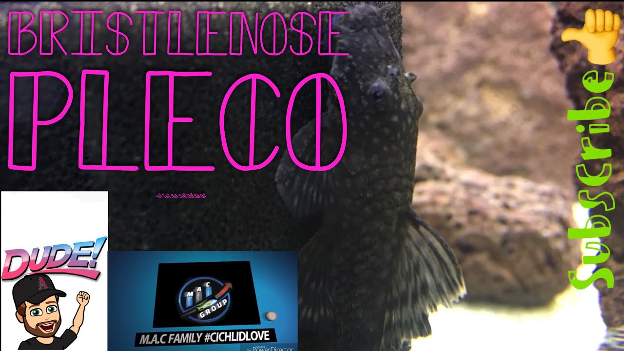 video phone beyonce mp3 Bristlenose Plecos