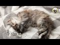 Relaxing Music for Cats (with cat purring sounds) - Peaceful Harp Music