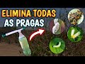 COMO ACABAR com COCHONILHAS ✅(Receita Infalível)✅