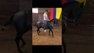 Contacto: Es la comunicación entre jinete y caballo debe ser PERMANENTE SUAVE Y ELÁSTICO
