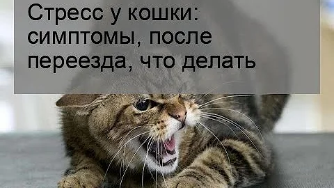 Сколько длится стресс у кошки при переезде