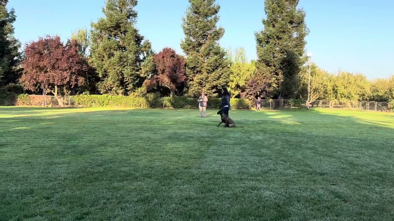 IGP 1 Schutzhund Obedience Routine 94 points