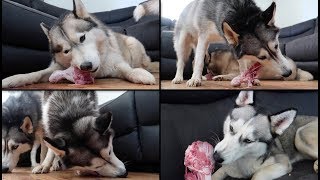 Husky mukbang in this video watch our huskies eat raw turkey
drumsticks, are on a food diet. my other videos! siberian dad
playin...