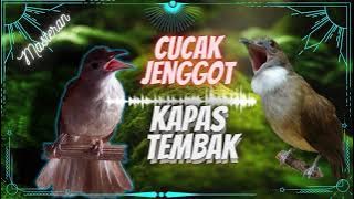 Suara Burung Kapas Tembak Cucak Jenggot Durasi Panjang // Paling Joss..! Masteran Murai Batu