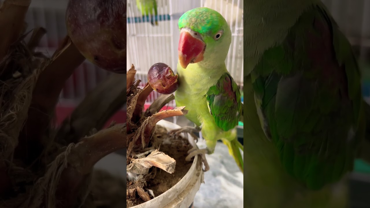 Parrot Ko Ik Or Cheez Khany Ki Mil Gai🤣😂 