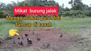 mikat jalak kebo  menggunakan pulut lidi