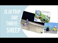 Jeju Vacation: Day 3 SHEEP