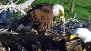 Fort St Vrain Eagles~Pa Incoming With PreyFSV49 Vocals to MaPrivate Feed for FSV50Zoom_5/21/24