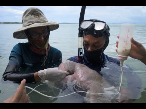 Rescued baby dugong dies of shock with a stomach full of plastic in Thailand