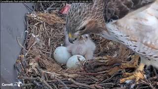 Cornell Lab Red-tailed Hawks- Myszołowy rdzawosterne- Śniadanie maluszków🐥🌹🍀🐥🌹🍀🥚🍀🌹🥚🍀🌹28/04/2024