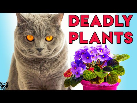 Video: Sagopalmvergiftiging Bij Katten - Giftige Planten Voor Katten - Sago